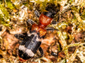 Thanasimus formicarius